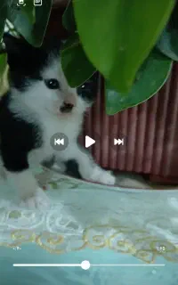 یک پشی گربه پرشین شیرخواروبازی گوش