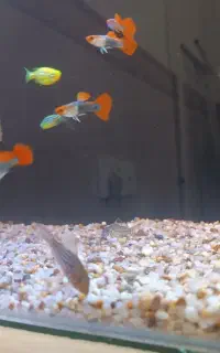 آکواریوم و ماهی گیاهخوار