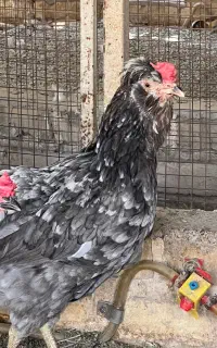 مرغ وخروس گلین