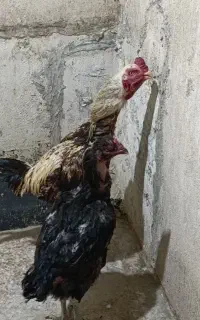 سلام مرغ و خروس لاری