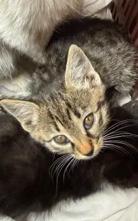 واگذاری رایگان