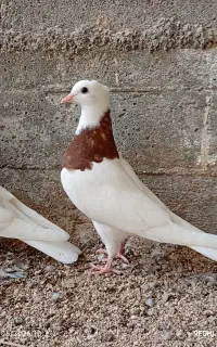 جفت کبوتر طوقی سرخ