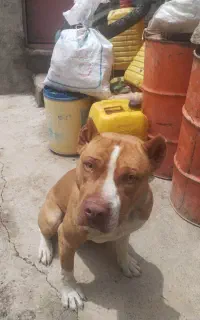 سگ پیت بول گم شده
