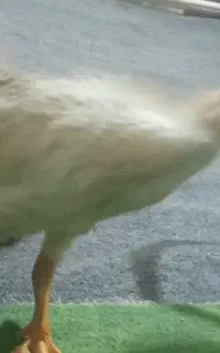 غاز