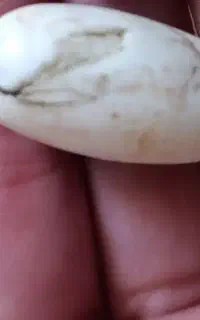 سنگ اصل اصل