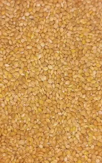 دانه ارزن عروس هلندی طوطی برزیلی مرغ عشق