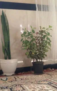 یک گل خوشگل بسیار زیبا