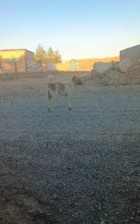 سگ قدرجونی