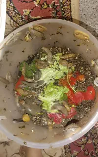 حلزون رایگان