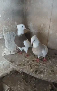 سلام فروش یه جفت طوقی