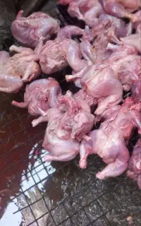 غذای سگ و گربه