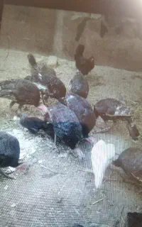 بوقلمون سالم 9 ماهه