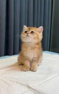 صندوقچه بریتیش خپل (عکس مربوط به خود گربه)
