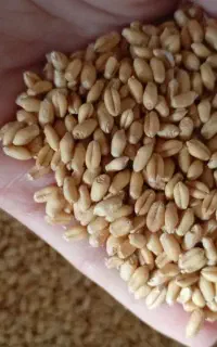 گندم بذری بوجار شده  رقم کلاته حدود ۲تن