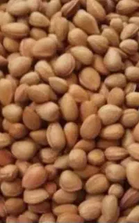 بادام تلخ کوهی پاک