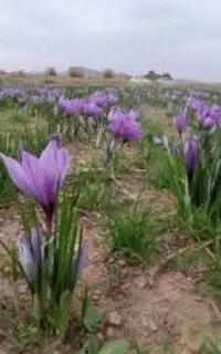 کارگر جمع اوری گل زعفران