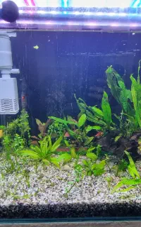 آکواریوم پلنت شیشه خم شرکتی