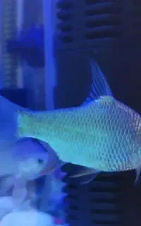 ماهی آکواریوم گوشت خوار