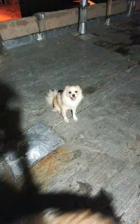 پامر ماده جهت کشش