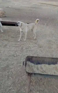 سگ نگهبان