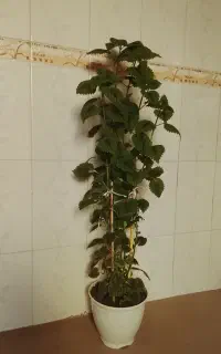 گل حسن یوسف و مرجان