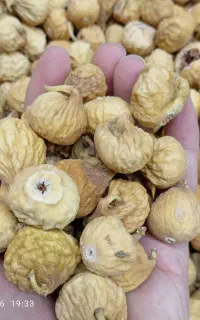 انجیر درجه یک امساله