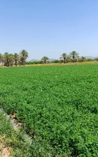 کاه یونجه