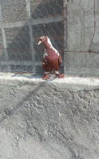 ککیلی صید شده
