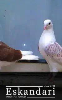 کفتر پیدا شده