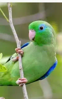 طوطی برزیلی گمشده