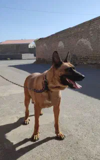 سگ ژرمن