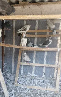 کبوتر تهرانی