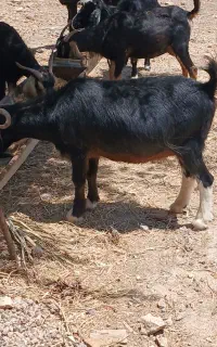 فروش بزخشک پروار وآبستن وچپر