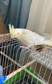 عروس هلندی مولد
