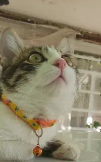 گربه نر جهت جفتگیری