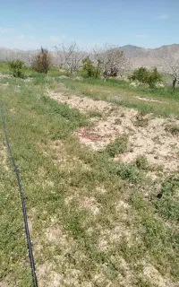 تیلر زنی باتیلر 7.5اسب گازوییلی