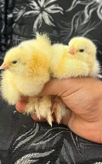 جوجه تا مولد برهما سوماترا رزکامپ