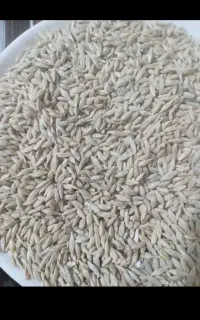 فروش جو