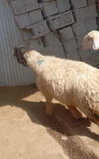 میش داشتی درشت جوان ابستن