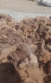 پشم شتر