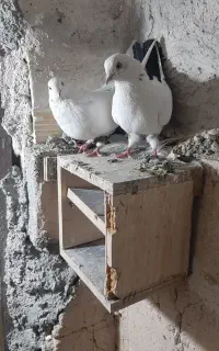 کبوتر