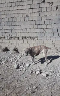 سگ ماده