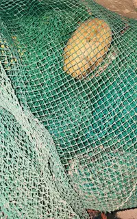 گوفه (وسایل کامل گوفه)