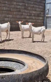 بزغاله سانن بز میش شیشک بره