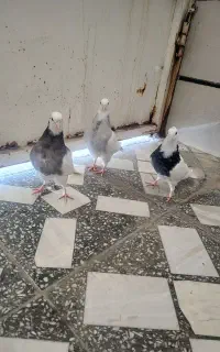 کبوترطوقی مفت