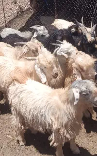 کهره نقلی خوب