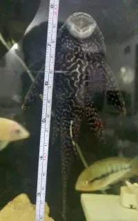 لجن خوار فعال ۲۰ سانتی