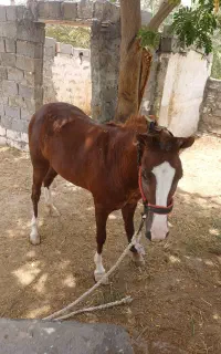 اسب مادیون عرب اهوازی
