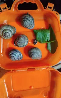 حلزون رایگان