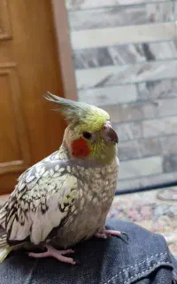 عروس هلندی گمشده